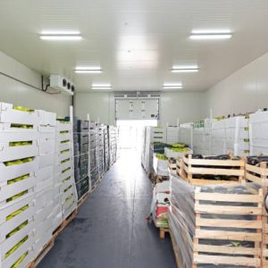 food storage & cold room pest management